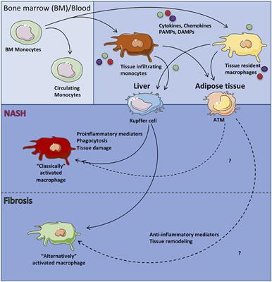 Frontiers Macrophage Function In The Pathogenesis Of Non Alcoholic